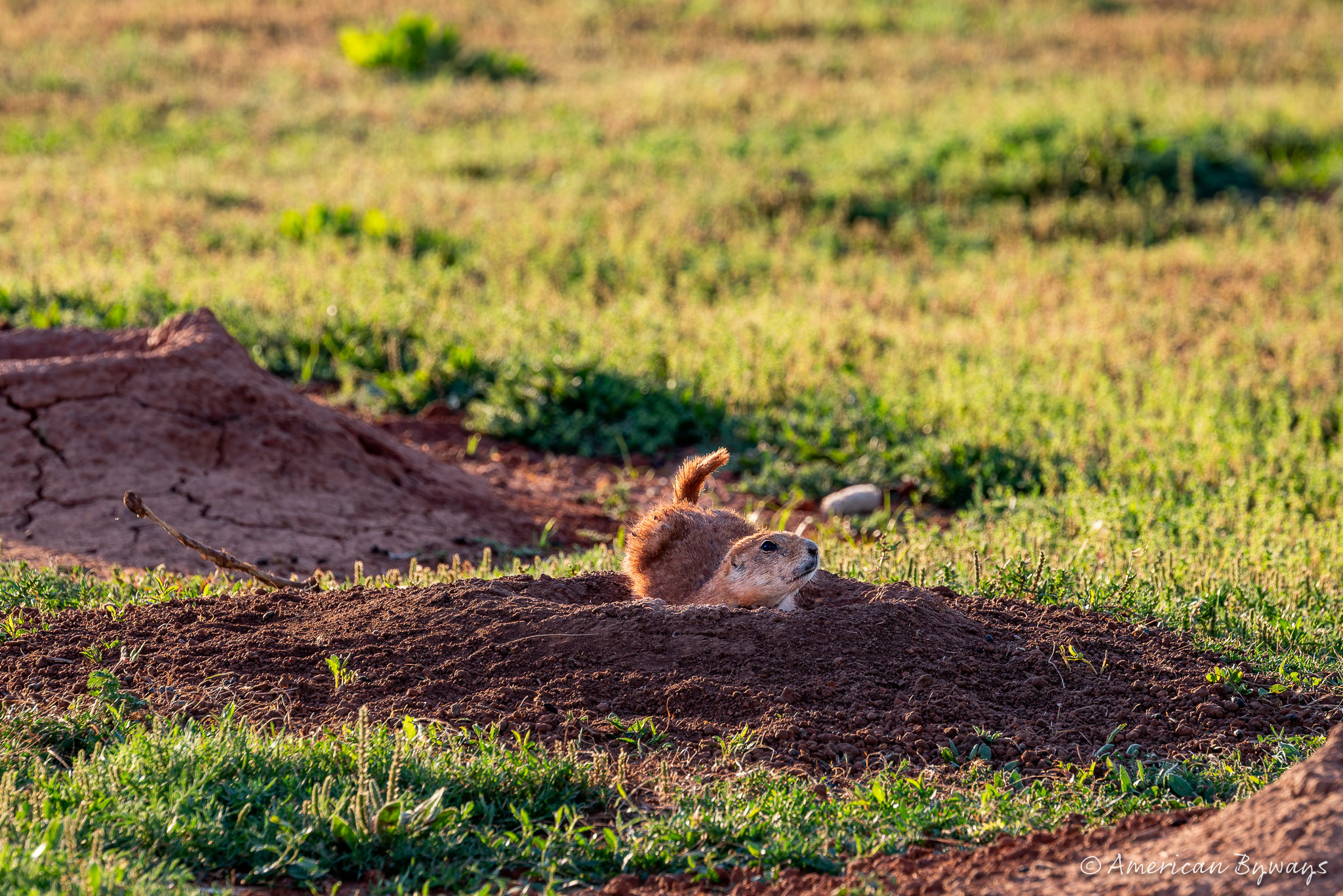 The Prairie Dogs of Yukon, Oklahoma