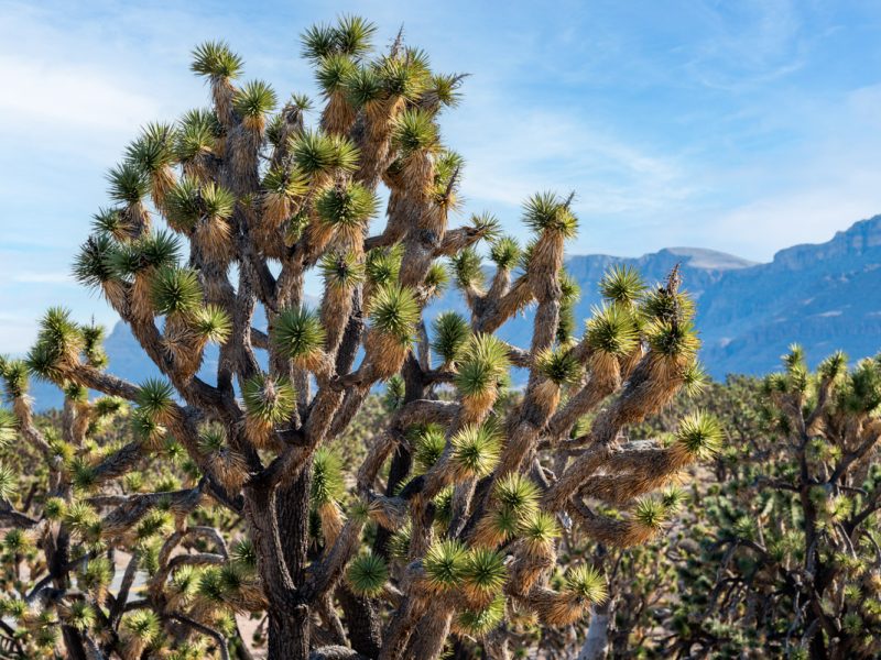 Grapevine Mesa Joshua Tree Forest