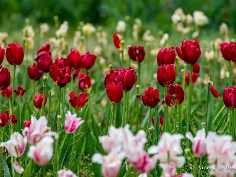 Tulip Time